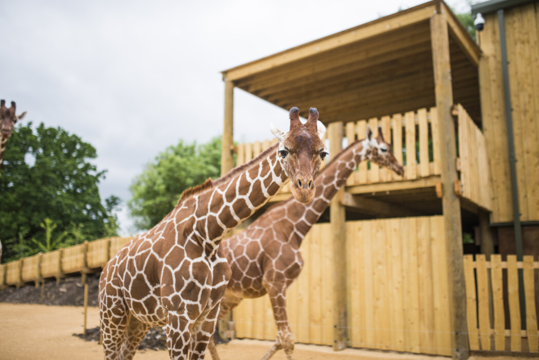 Bristol Zoo to relocate in 2022 to safeguard its future Bristol Parent